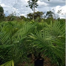 Bibit Sawit TN 1-Banjar, Kalsel